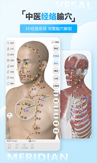 维萨里3D解剖截图2