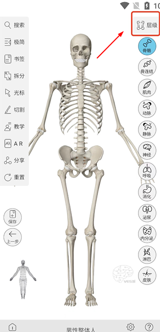 维萨里3D解剖