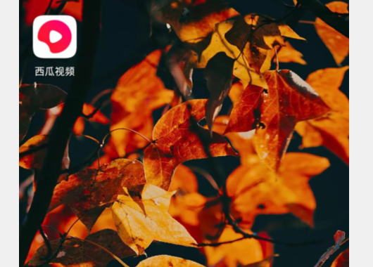 西瓜视频手机版