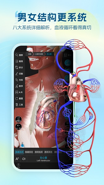 维萨里3D解剖截图0