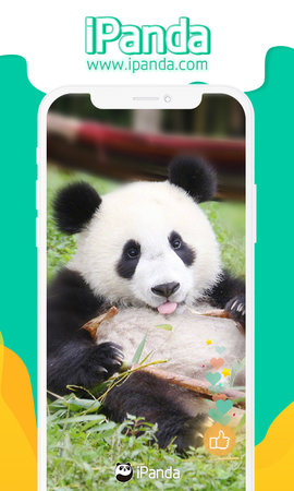 iPanda截图0