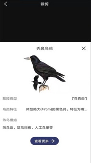 图音识鸟截图1
