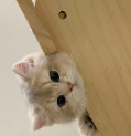陌陌工具箱
