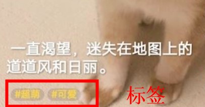 豹壁纸