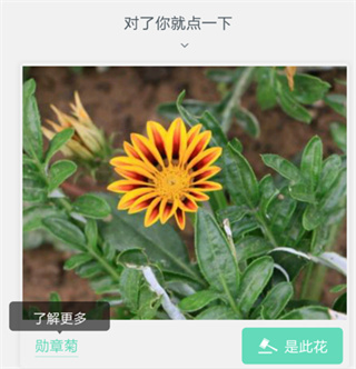 picturethis植物识别器