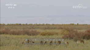 悟心影视盒子