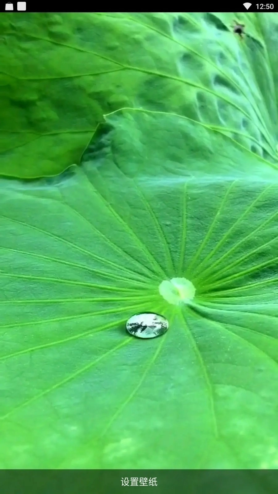 炫彩壁纸秀正版截图0