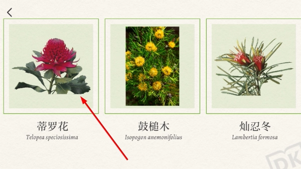 dk百科全书